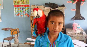 macaw
